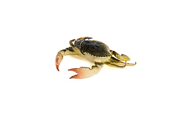Image of Savage Gear Toughtec Crab Soft Bait