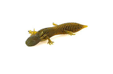 Image of Savage Gear Toughtec NED Salamander Soft Bait