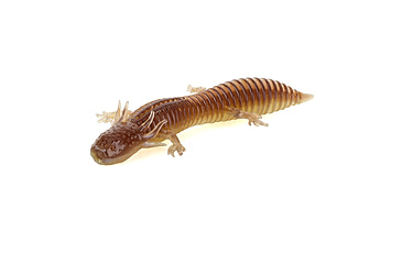 Image of Savage Gear Toughtec NED Salamander Soft Bait