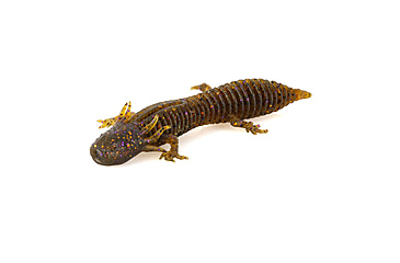 Image of Savage Gear Toughtec NED Salamander Soft Bait