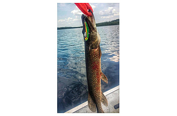 Image of SteelShad 3/8 oz Blade Bait, Perch/Firetiger, SSL-10004