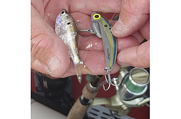 Image of SteelShad 3/8 oz Blade Bait, Sexy Shad, SSL-10032