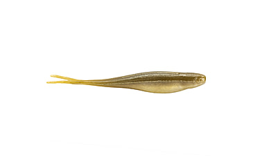 Image of Strike King 3X Z-Too Softbait, 4 pack, 7in, AYU, 12-36729
