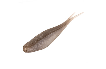 Image of Strike King 3X Z-Too Softbait, 4 pack, 7in, Reel Shad, 12-36725