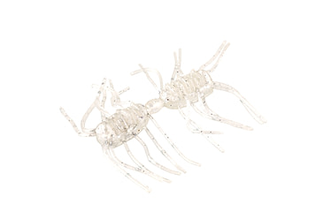 Image of Strike King Sexy Bug Softbait, 6 pack, 2in, Pearl Flash, 12-36352