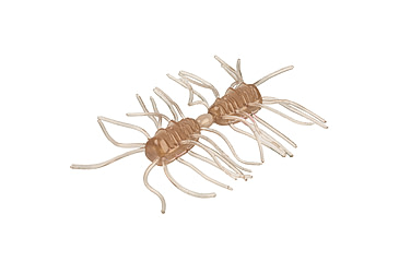 Image of Strike King Sexy Bug Softbait, 6 pack, 3in, Clear Pumpkin, 12-36371
