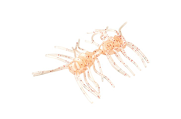 Image of Strike King Sexy Bug Softbait, 6 pack, 3in, White Sauce, 12-36363