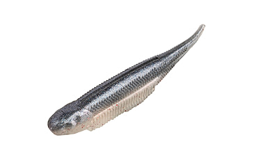 Image of Strike King Spotlight Shim-E Minnow Softbait, 6 pack, 3in, Pro Blue Red Pearl, 12-36023