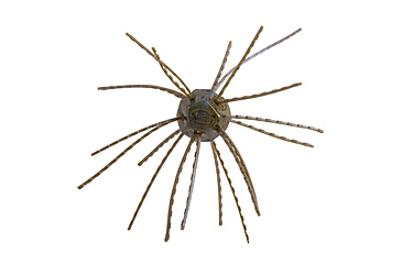 Image of Strike King Tumbleweed Salted Softbait, 4 pack, 3in, Blue Craw, 12-36260