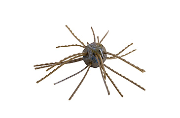 Image of Strike King Tumbleweed Salted Softbait, 4 pack, 3in, Blue Craw, 12-36260