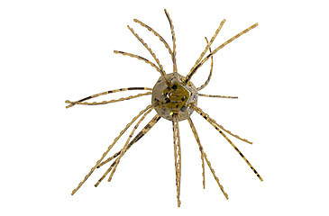 Image of Strike King Tumbleweed Salted Softbait, 4 pack, 3in, Green Pumpkin, 12-36258