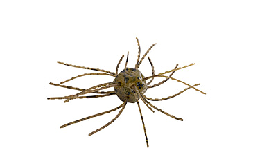 Image of Strike King Tumbleweed Salted Softbait, 4 pack, 3in, Green Pumpkin, 12-36258