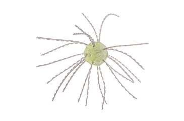 Image of Strike King Tumbleweed Salted Softbait, 4 pack, 3in, Lemon Drop, 12-36264