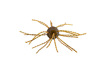 Image of Strike King Tumbleweed Salted Softbait, 4 pack, 3in, Smallmouth Candy, 12-36257