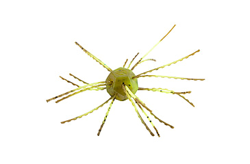 Image of Strike King Tumbleweed Salted Softbait, 4 pack, 3in, Summer Craw, 12-36256