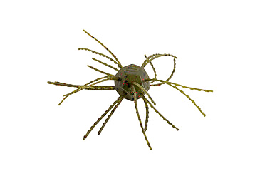 Image of Strike King Tumbleweed Salted Softbait, 4 pack, 3in, Watermelon Red Flake, 12-36262