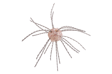 Image of Strike King Tumbleweed Salted Softbait, 4 pack, 3in, White Sauce, 12-36254