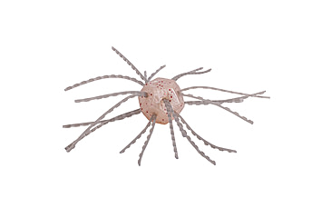 Image of Strike King Tumbleweed Salted Softbait, 4 pack, 3in, White Sauce, 12-36254