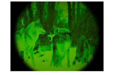 Image of Night Vision image of Wolves