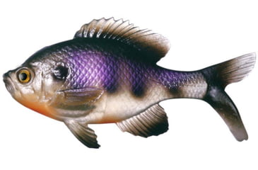 Image of Rapala The Gill Boot Tail Swimbaits, 7, 5.25in, Natural Dark Bluegill, CB-Gill5.25-10