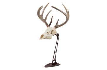 Image of Allen EZ Mount Centerpiece Skull Stand, Brown, 7226
