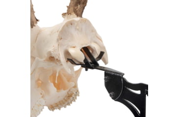 Image of Allen EZ Mount Skull Stand Deer Size, 7203