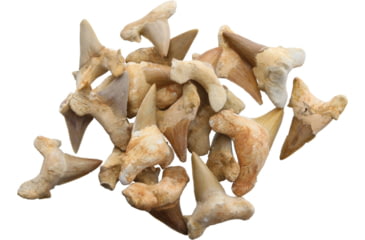 Image of Arrowhead Shark Tooth Fossils 1.5 Inch, Pack of 20, 30333024