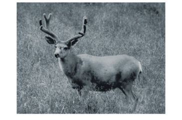 Image of ATN DNVM-2 Digital Night Vision Monocular, 2x DGMNNVM2C