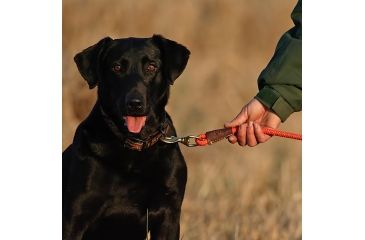 Image of Avery Sporting Dog 30in Floating Check Cord 2170