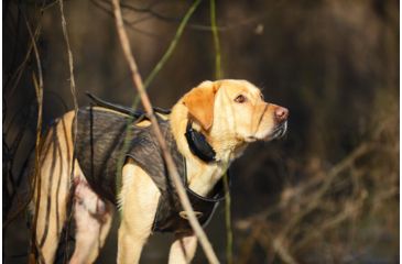 Image of Avery Sporting Dog Boater's Dog Parka, BTML, Extra Small 03108