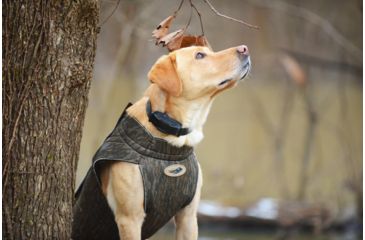 Image of Avery Sporting Dog Boater's Dog Parka, BTML, Extra Small 03108