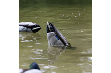 Image of Avian X Tip Up Mallard Feeder