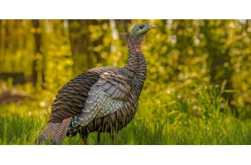 Image of Avian X HDR Hen Decoy, Synthetic, AVXAVX8106