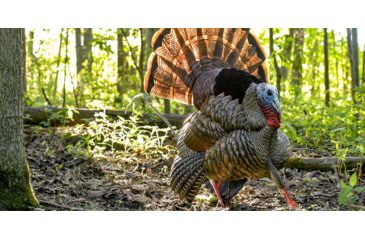 Image of Avian X HDR Strutter Decoy, Synthetic, AVXAVX8108