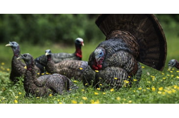 Image of Avian X LCD Strutter Decoy, Synthetic, AVXAVX8004