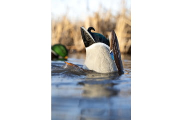 Image of Avian X Power Butt Kicker Duck Decoy