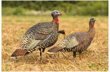 Image of Avian X Rio Lookout Jake/Hen Combo Decoy, AVX-AVX8010