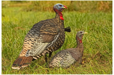 Image of Avian X Rio Lookout Jake/Hen Combo Decoy, AVX-AVX8010