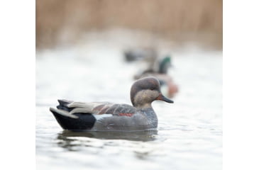 Image of Avian X Topflight Gadwall Decoy, AVX-AVX8085