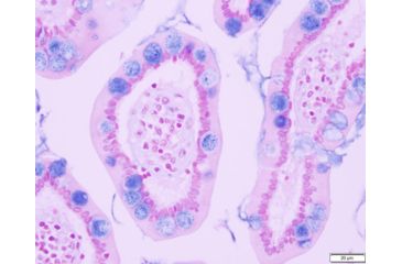 Image of Azer Scientific Control SLIDE, Alcian Blue ESCS-104