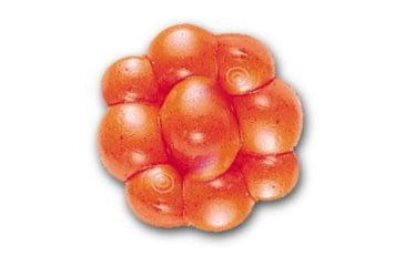 Image of Berkley PowerBait Trout/Steelhead Egg Clusters Soft Bait, Fluorescent Orange, 1307612