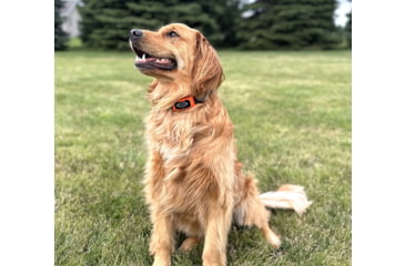 Image of Mud River MR 1001 Add-A-Collar, Black/Orange, 38108