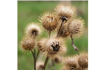 Image of burrs weed hiking hunting burr