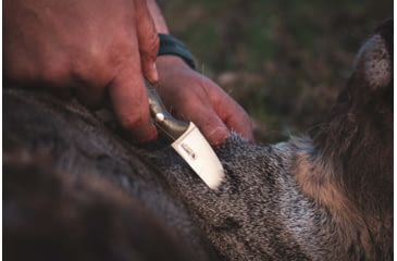 Image of Casstrom Safari Birch Mini Hunter Knife, 6.25in Overall, 2.5in Satin 14C28N Sandvik SS Blade, Curly Birch Handle, Black Kydex Sheath, 11618