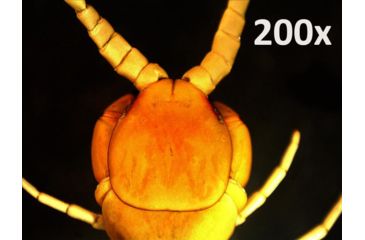 Image of Celestron Handheld Digital Microscope Pro 44308