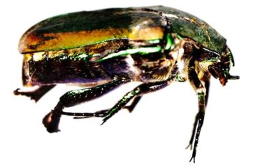 Image of Celestron Infiniview - LCD Digital Microscope 44360