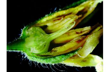 Image of Celestron Infiniview - LCD Digital Microscope 44360