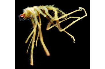 Image of Celestron Infiniview - LCD Digital Microscope 44360