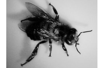 Image of Celestron Infiniview - LCD Digital Microscope 44360