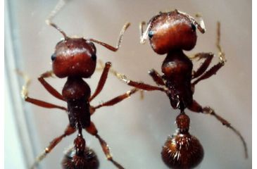 Image of Celestron MicroDirect 1080p HD Handheld Digital Micro, Black, 44316